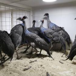 Vulturine guinea fowl ,Ostrich Chicks  available