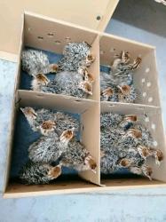 Vulturine guinea fowl ,Ostrich Chicks  available