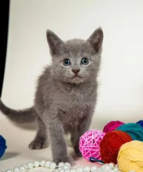 Russian blue kittens