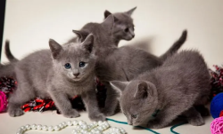 Russian blue kittens