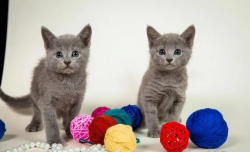 Russian blue kittens