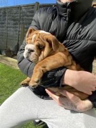 English Bulldog Puppies