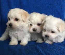 SnowWhite Teacup KC Reg Maltese Puppies NOW!!