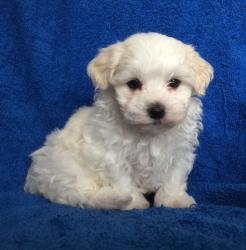 SnowWhite Teacup KC Reg Maltese Puppies NOW!!