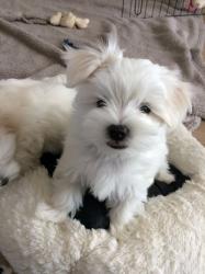 SnowWhite Teacup KC Reg Maltese Puppies NOW!!
