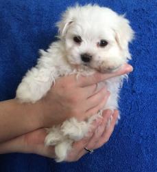 SnowWhite Teacup KC Reg Maltese Puppies NOW!!