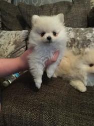 Pomeranian’s tiny boys 2LEFT Ready to go