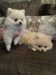 Pomeranian’s tiny boys 2LEFT Ready to go
