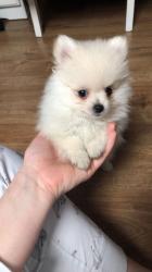 Pomeranian’s tiny boys 2LEFT Ready to go