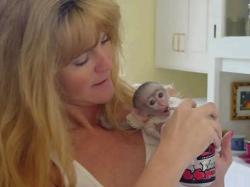 Capuchin and marmoset monkeys available