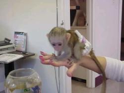 Capuchin and marmoset monkeys available