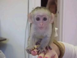 Capuchin and marmoset monkeys available