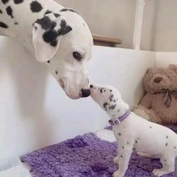 Dalmatian puppies