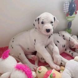 Dalmatian puppies