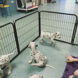 Dalmatian puppies