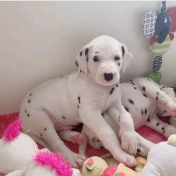 Dalmatian puppies