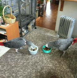 African grey and macaw parrots