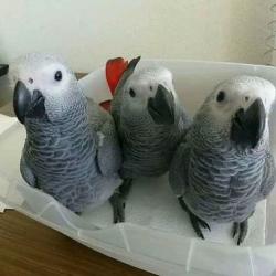 African grey and macaw parrots