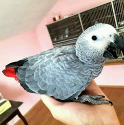 African grey and macaw parrots