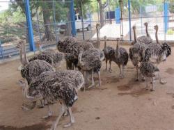 Day old Ostrich Chicks and Guarantee Fertile Ostrich Eggs