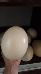 Day old Ostrich Chicks and Guarantee Fertile Ostrich Eggs