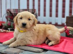 Beautiful Golden Retriever Puppies