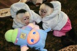Capuchin and marmoset monkeys available