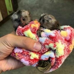 Capuchin and marmoset monkeys available