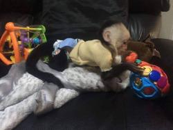 Beautiful capuchin and marmoset monkeys