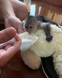 Beautiful capuchin and marmoset monkeys