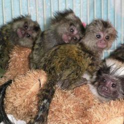 Beautiful capuchin and marmoset monkeys